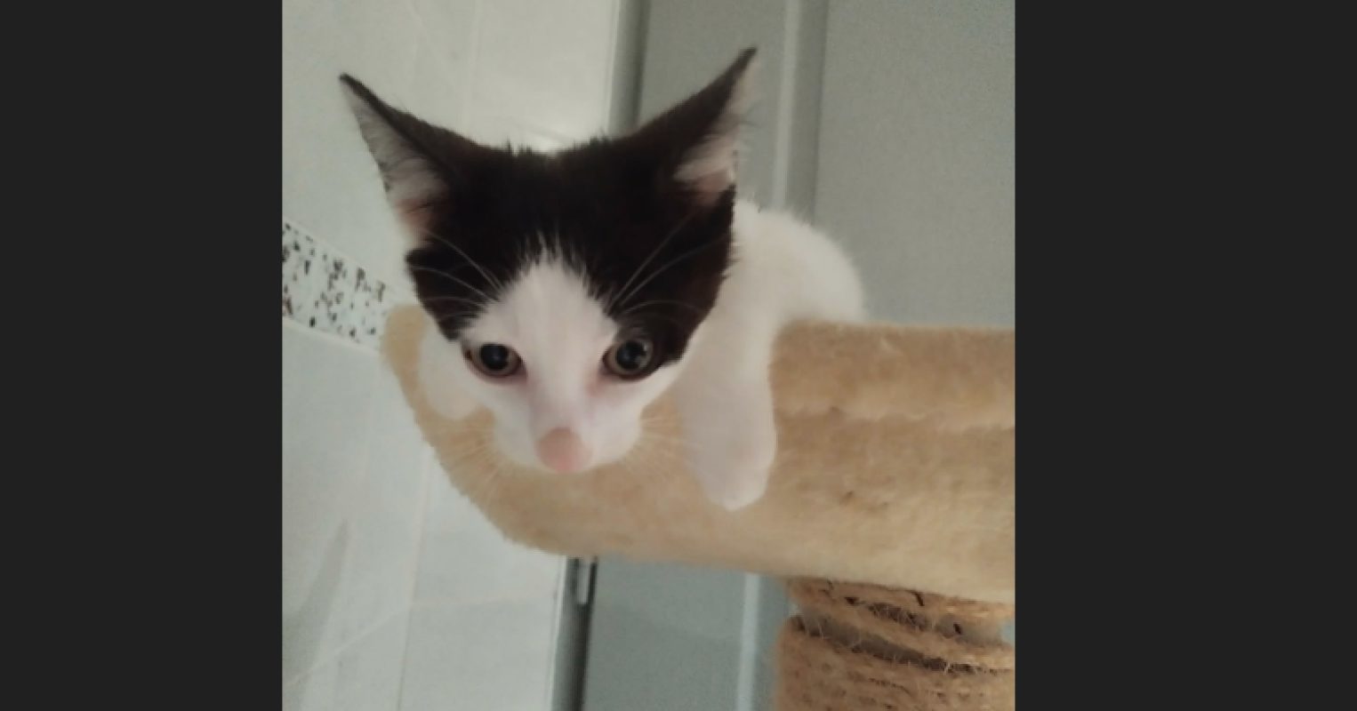 Bianco - Chat Européen à adopter - photo 5