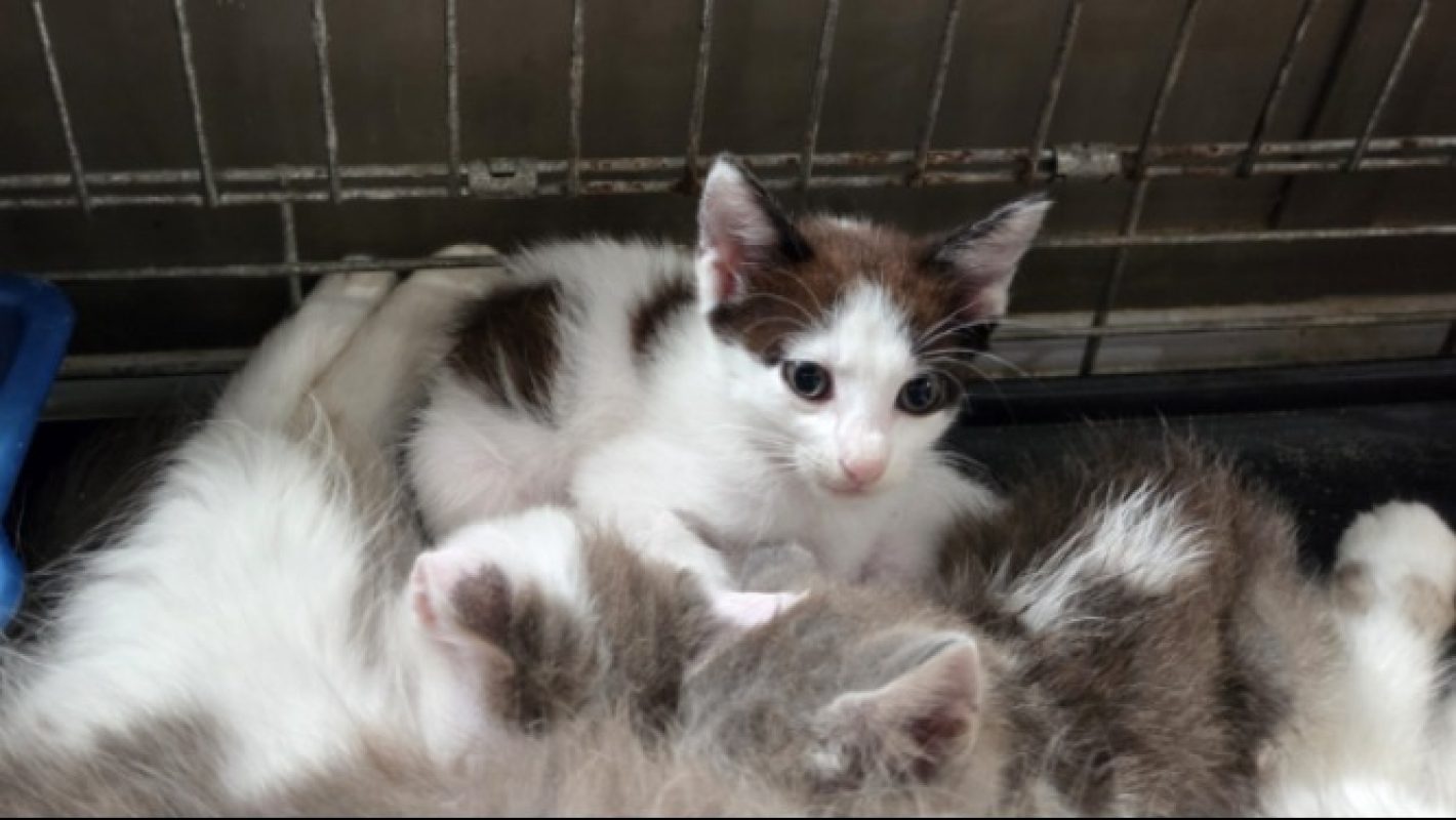 Bianco - Chat Européen à adopter - photo 6