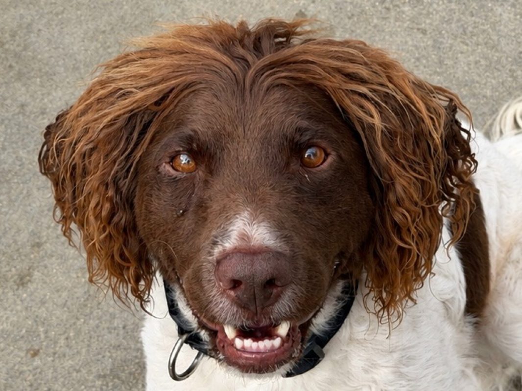Joke - Chien English-Springer-Spaniel à adopter