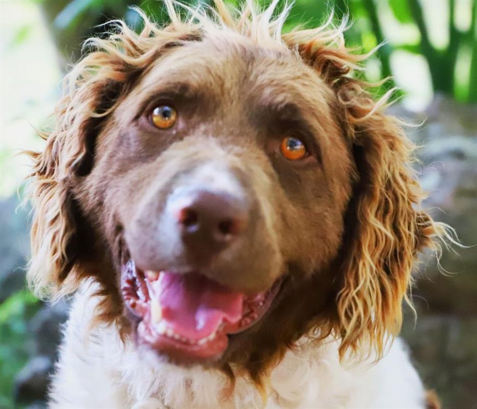 Joke - Chien English-Springer-Spaniel à adopter - photo 2