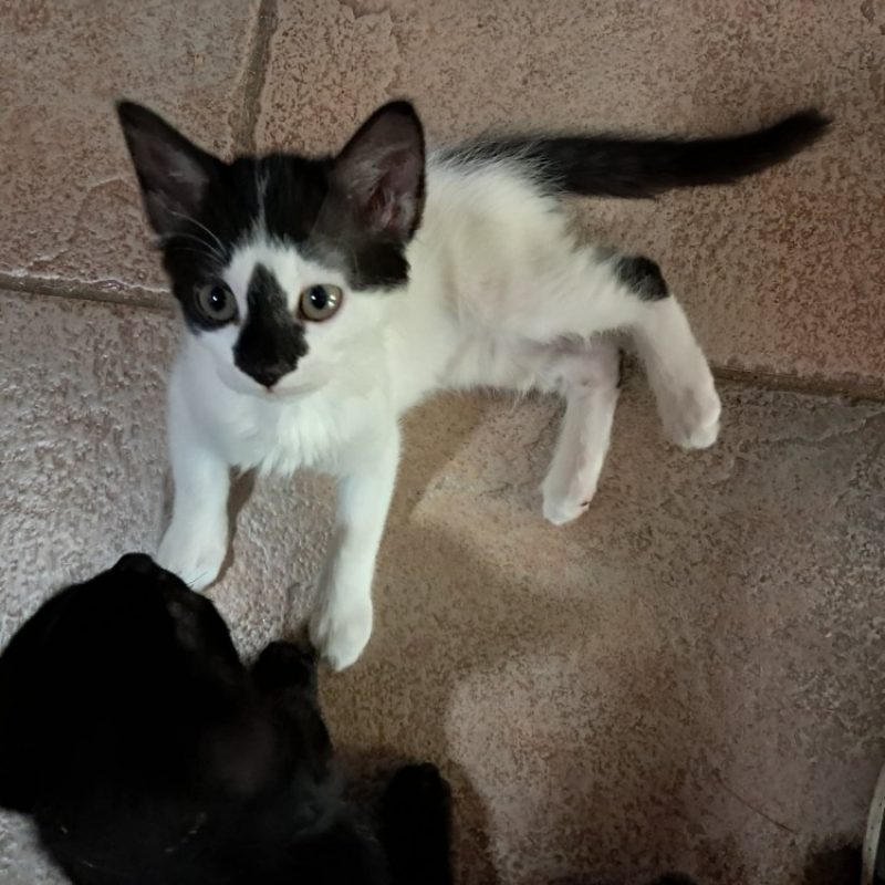 Bandit - Chat Européen à adopter