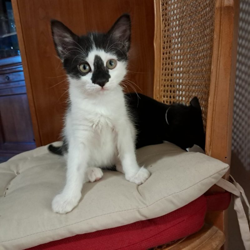 Bandit - Chat Européen à adopter - photo 2