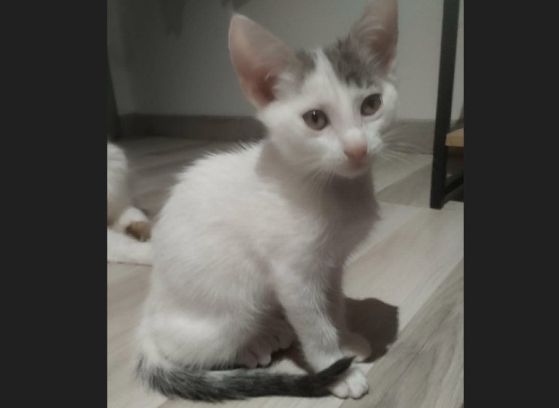 Benie - Chat Européen à adopter