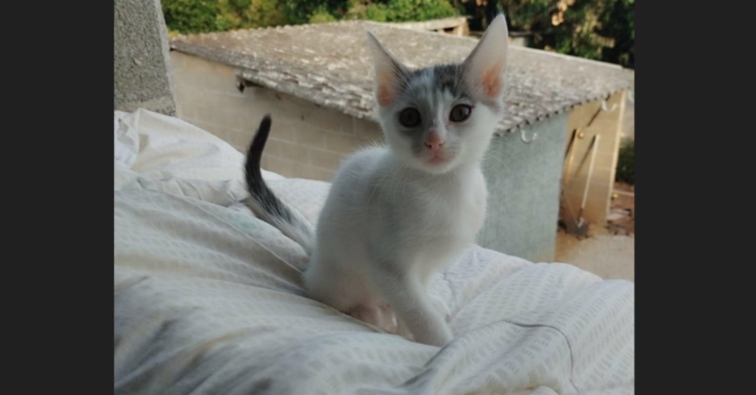 Benie - Chat Européen à adopter - photo 2