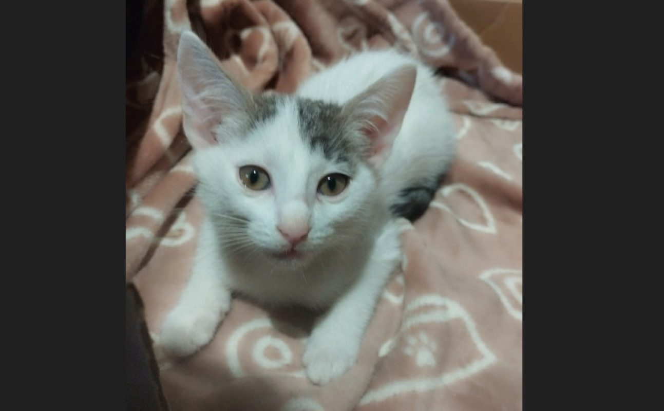 Benie - Chat Européen à adopter - photo 3