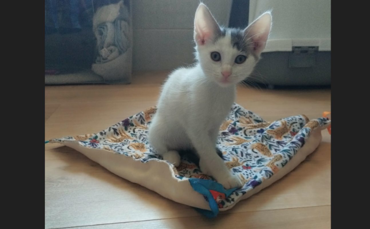 Benie - Chat Européen à adopter - photo 4