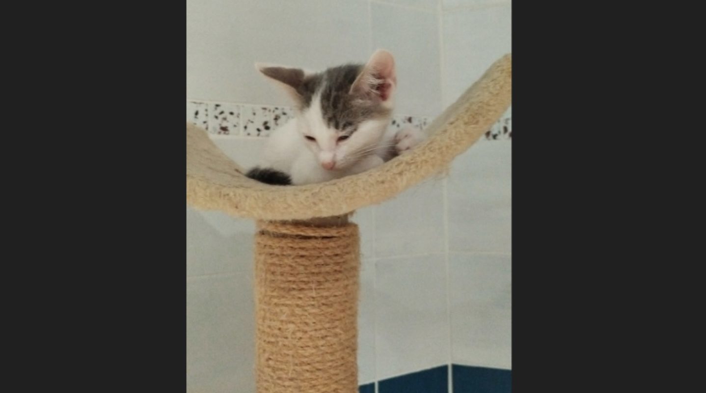 Benie - Chat Européen à adopter - photo 5