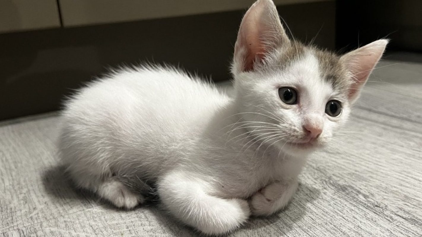 Benie - Chat Européen à adopter - photo 6