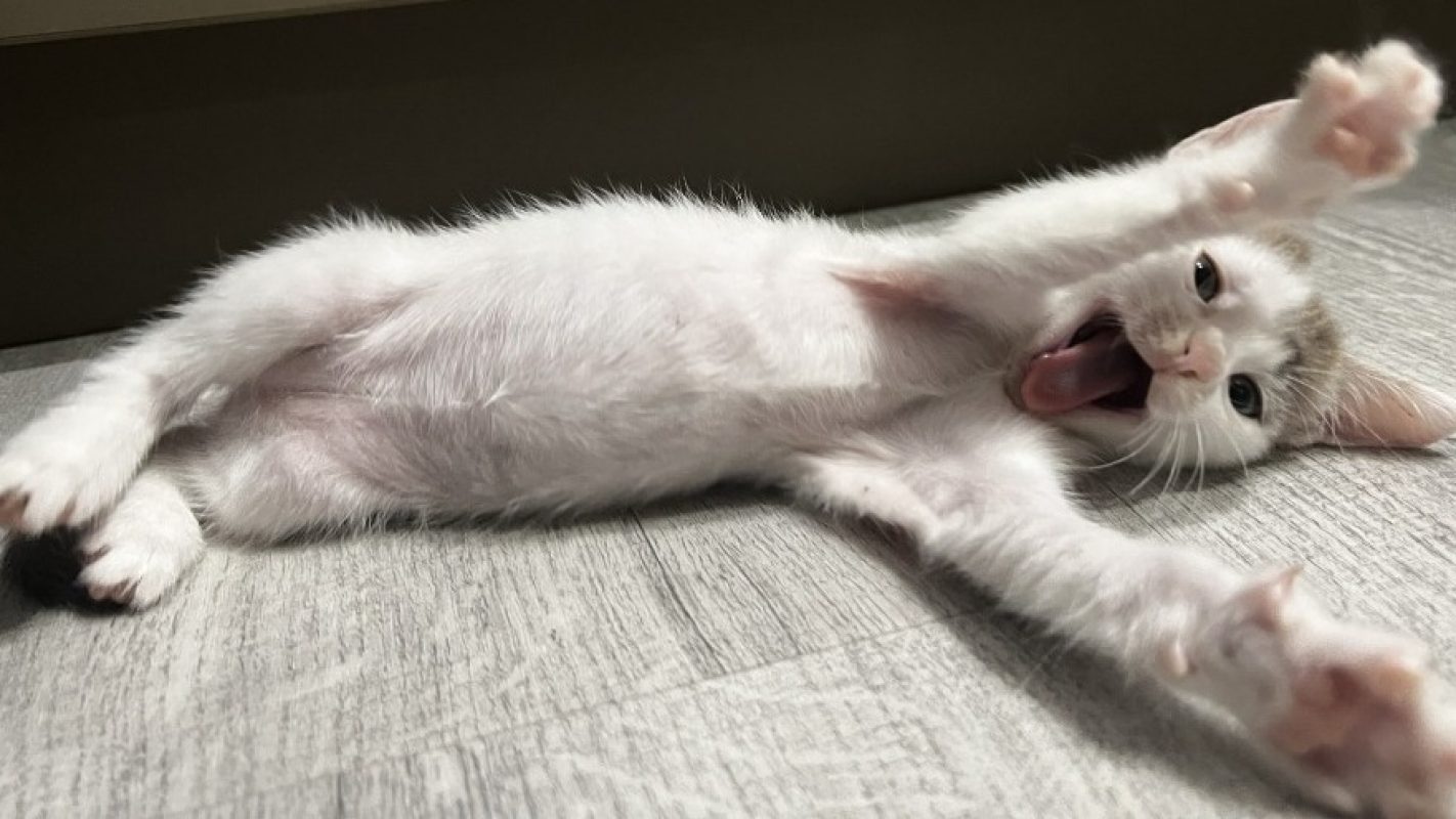 Benie - Chat Européen à adopter - photo 7