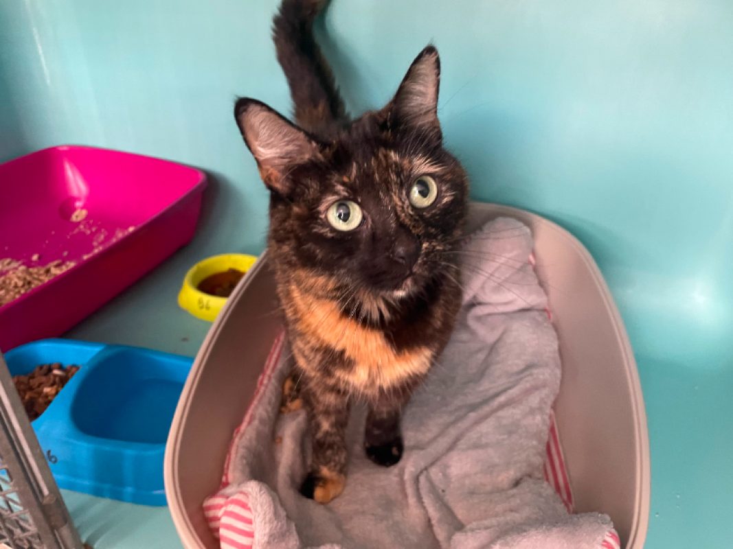 Bakhel dit mimine - Chat Européen à adopter