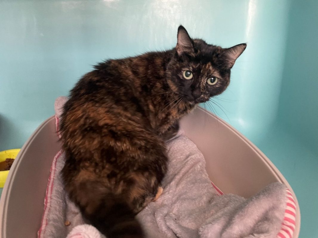 Bakhel dit mimine - Chat Européen à adopter - photo 2