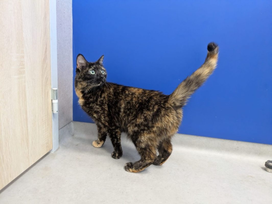Bakhel dit mimine - Chat Européen à adopter