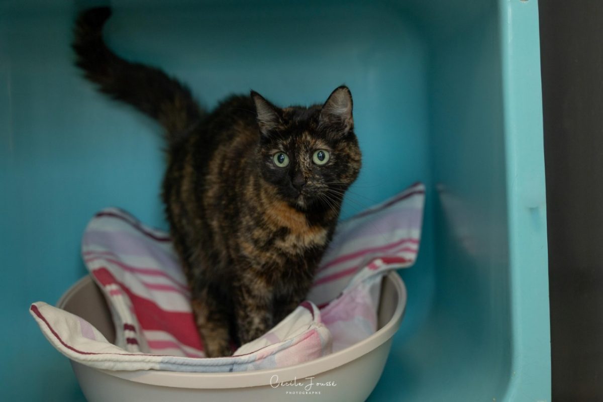 Bakhel dit mimine - Chat Européen à adopter - photo 2
