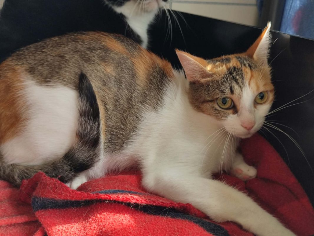 Tartiflette - Chat Européen à adopter