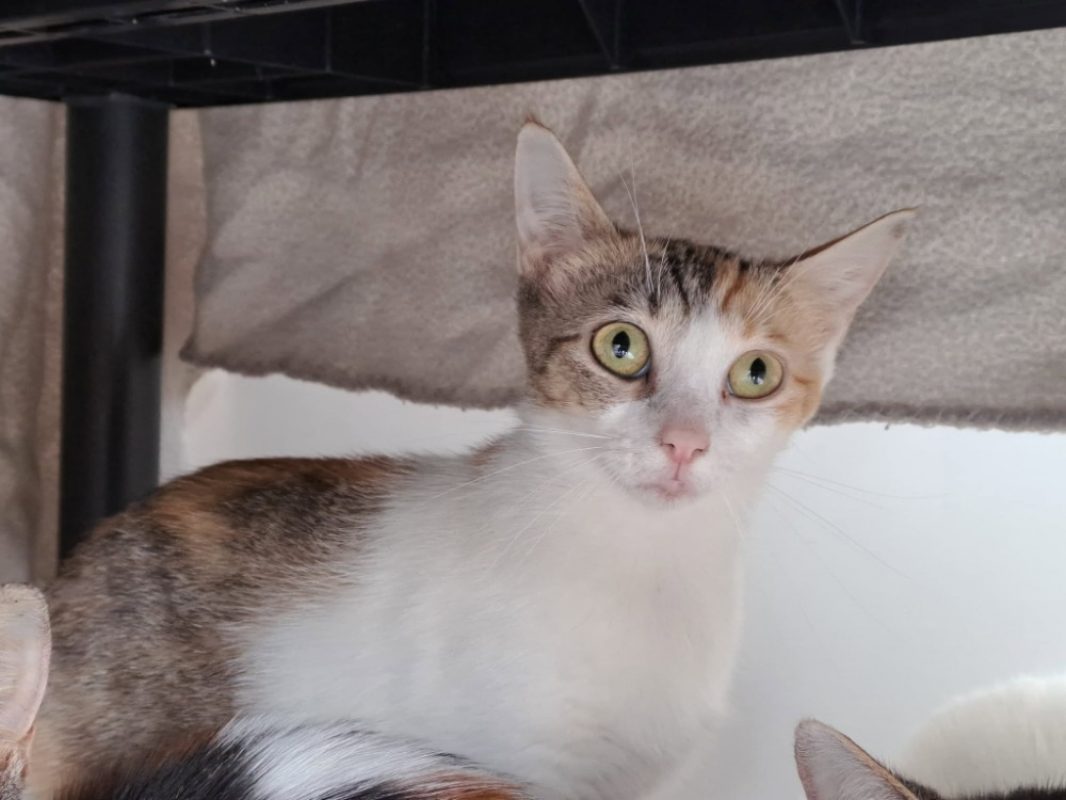 Tartiflette - Chat Européen à adopter