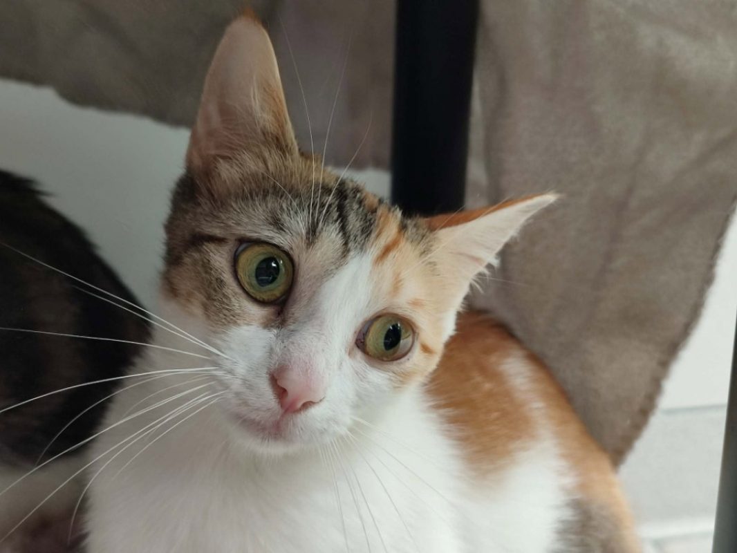 Tartiflette - Chat Européen à adopter - photo 2