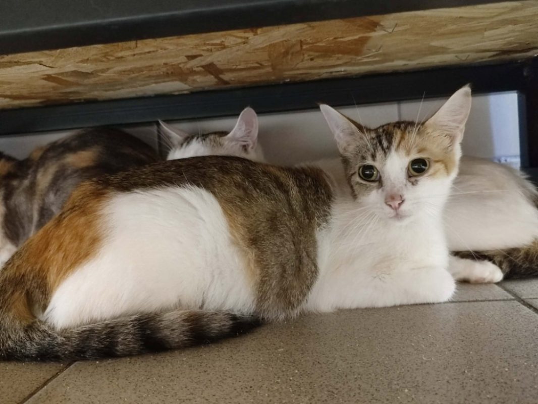 Tartiflette - Chat Européen à adopter - photo 3