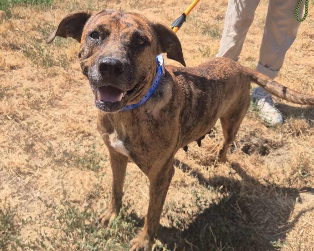 Gigi - Chien à adopter
