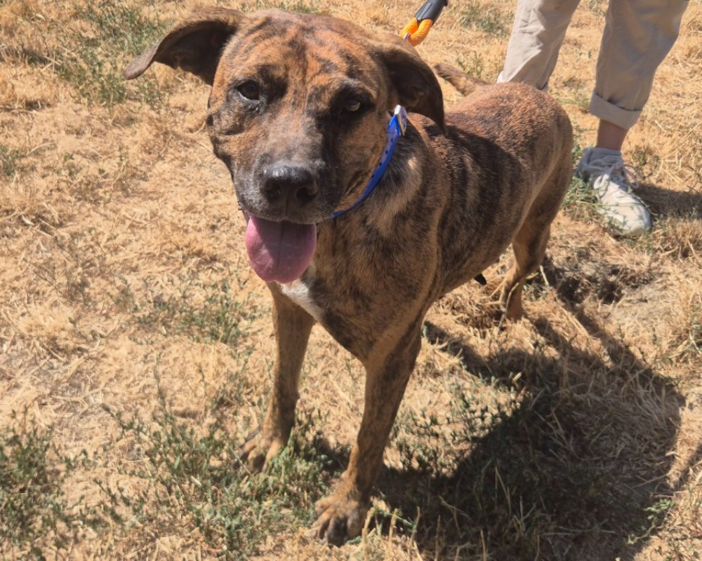 Gigi - Chien à adopter - photo 2