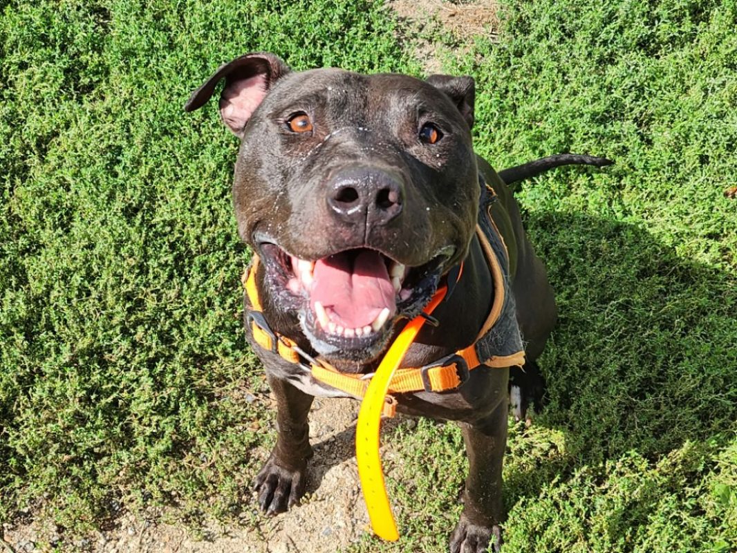 Cacao - Chien à adopter