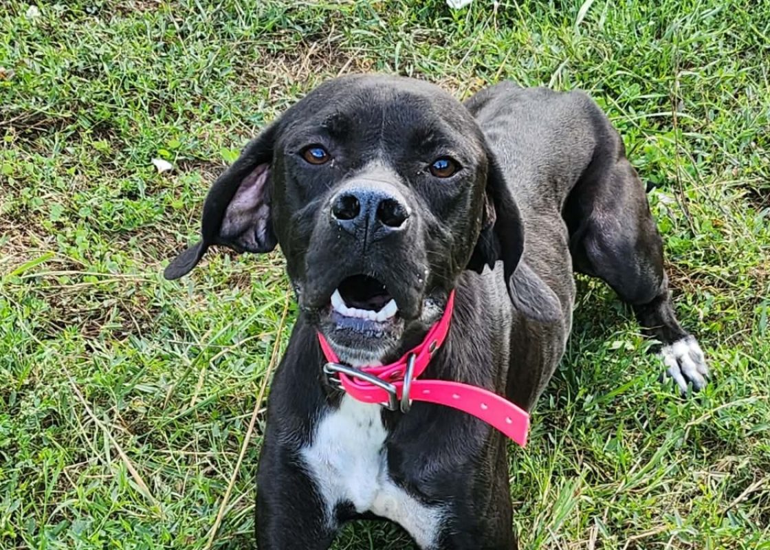 Azimut - Chien Pointer Anglais à adopter