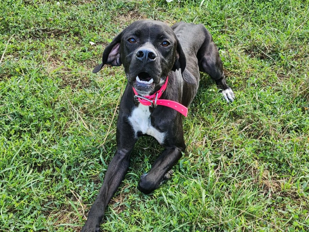 Azimut - Chien Pointer Anglais à adopter - photo 2