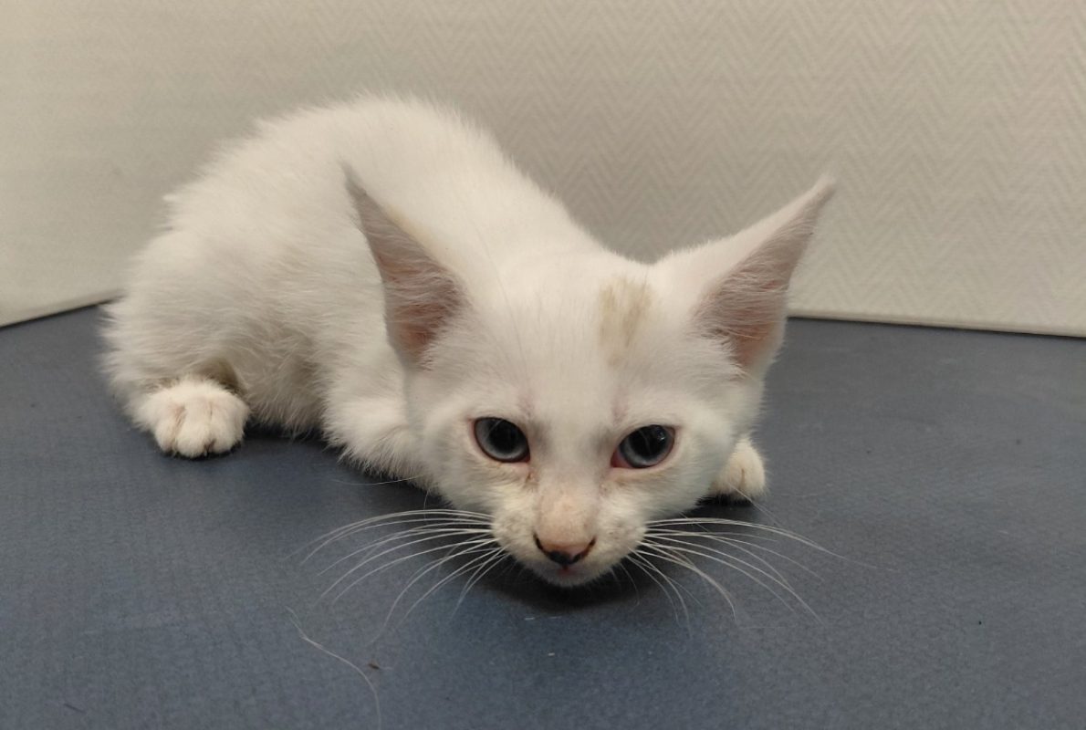 Petunia - Chat Européen à adopter