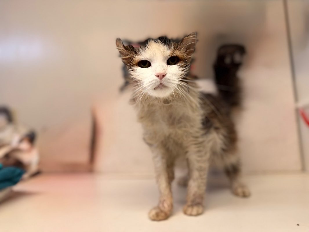 Luna - Chat Européen à adopter