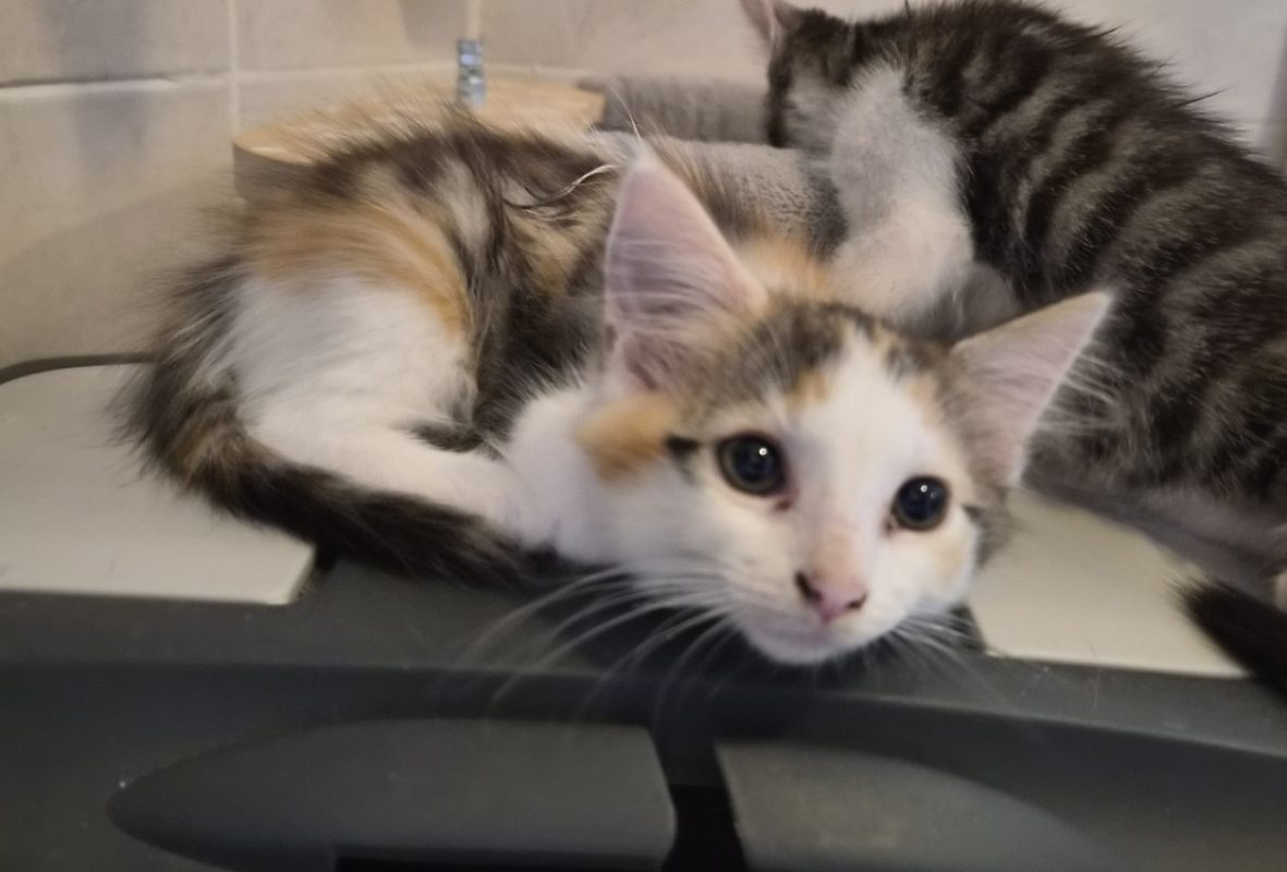 Rosa - Chat Européen à adopter