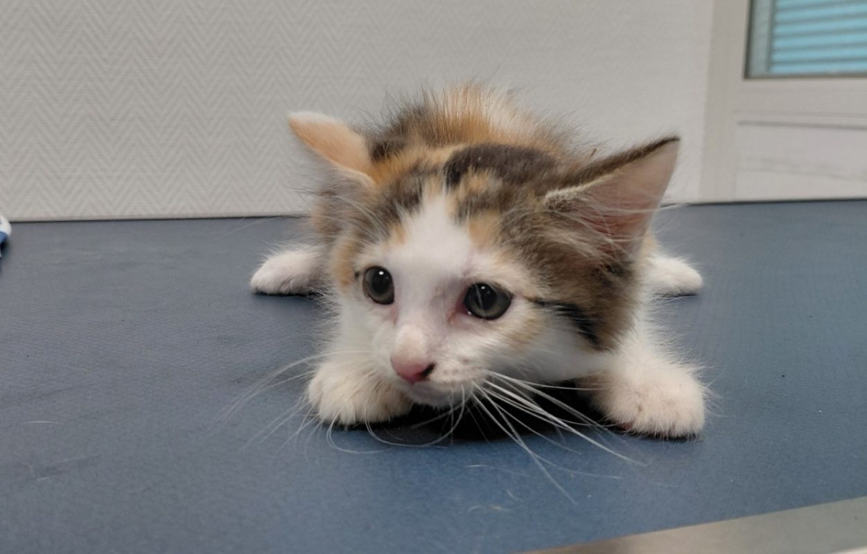Rosa - Chat Européen à adopter - photo 2