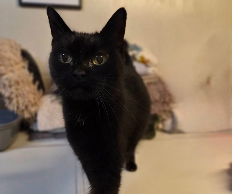 Zoro - Chat Européen à adopter