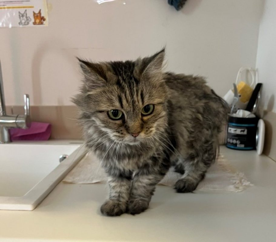 Emeraude - Chat Européen à adopter