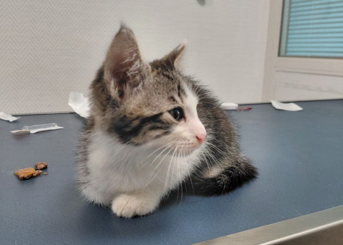 Cosmos - Chat Européen à adopter