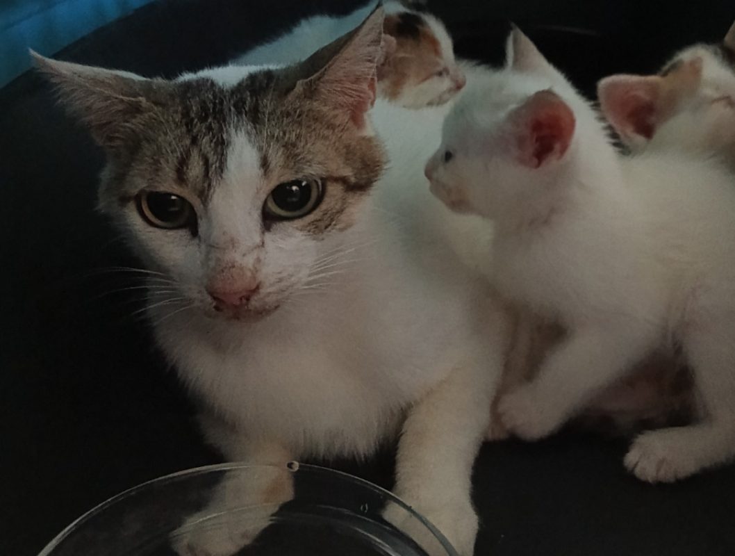 Hortensia - Chat Européen à adopter