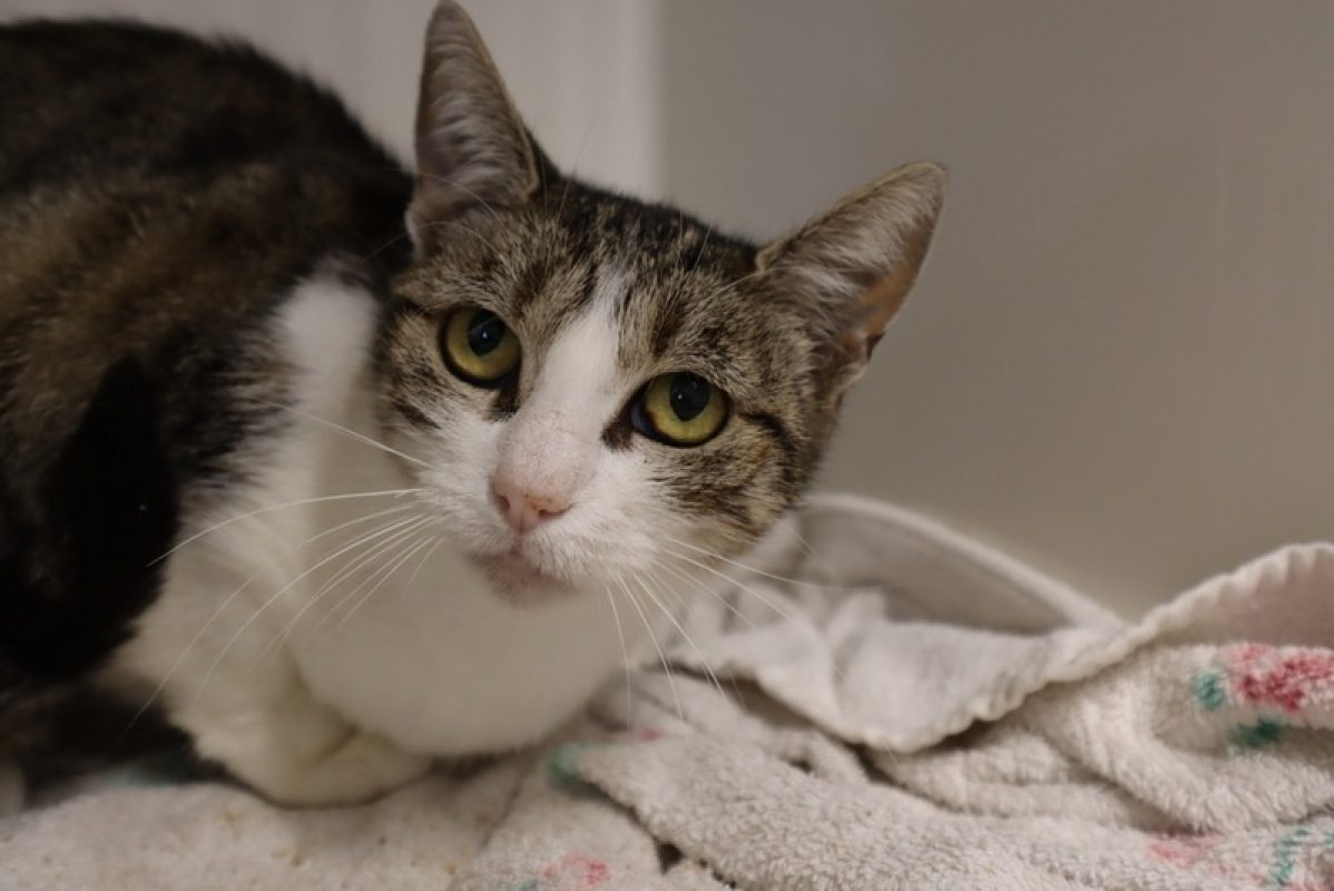 Cleofee - Chat Européen à adopter