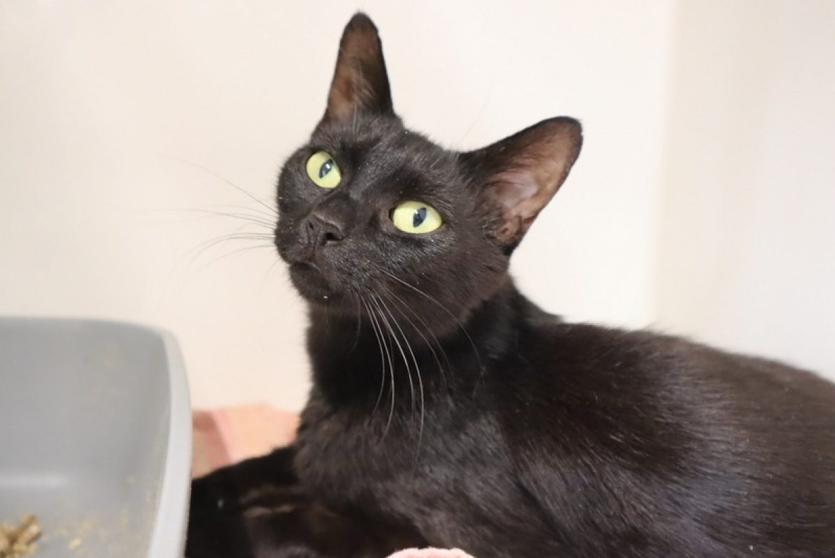 Agatha - Chat Européen à adopter