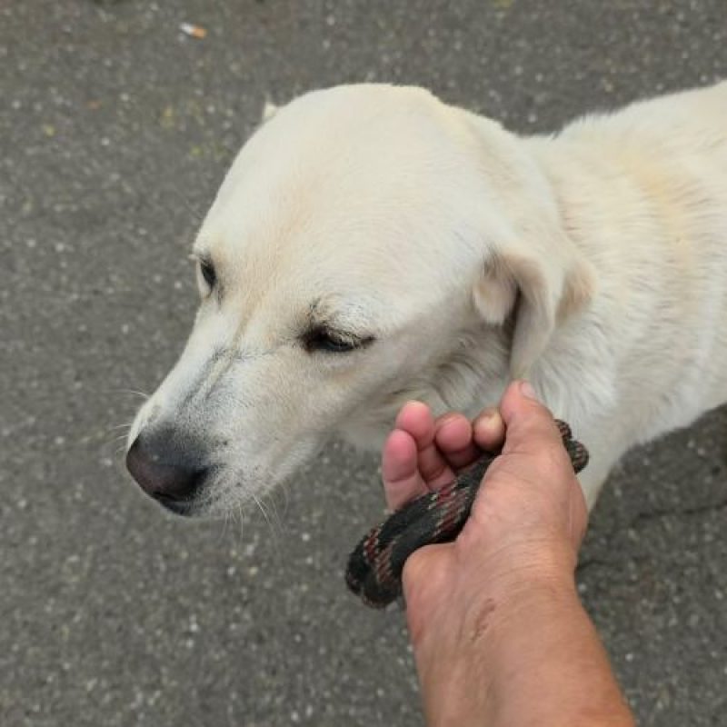 BELLA - Chien Labrador-Retriever à adopter