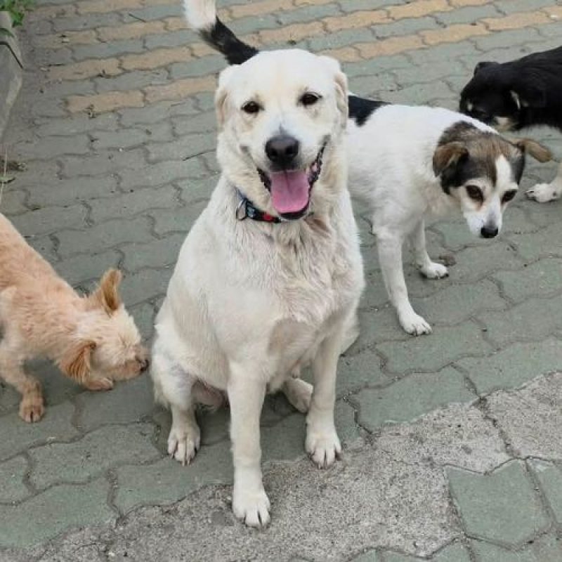 BELLA - Chien Labrador-Retriever à adopter - photo 3