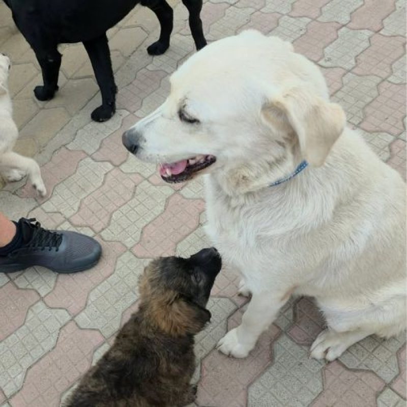 BELLA - Chien Labrador-Retriever à adopter - photo 4