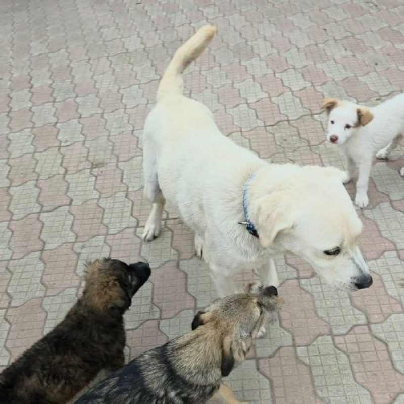 BELLA - Chien Labrador-Retriever à adopter - photo 2