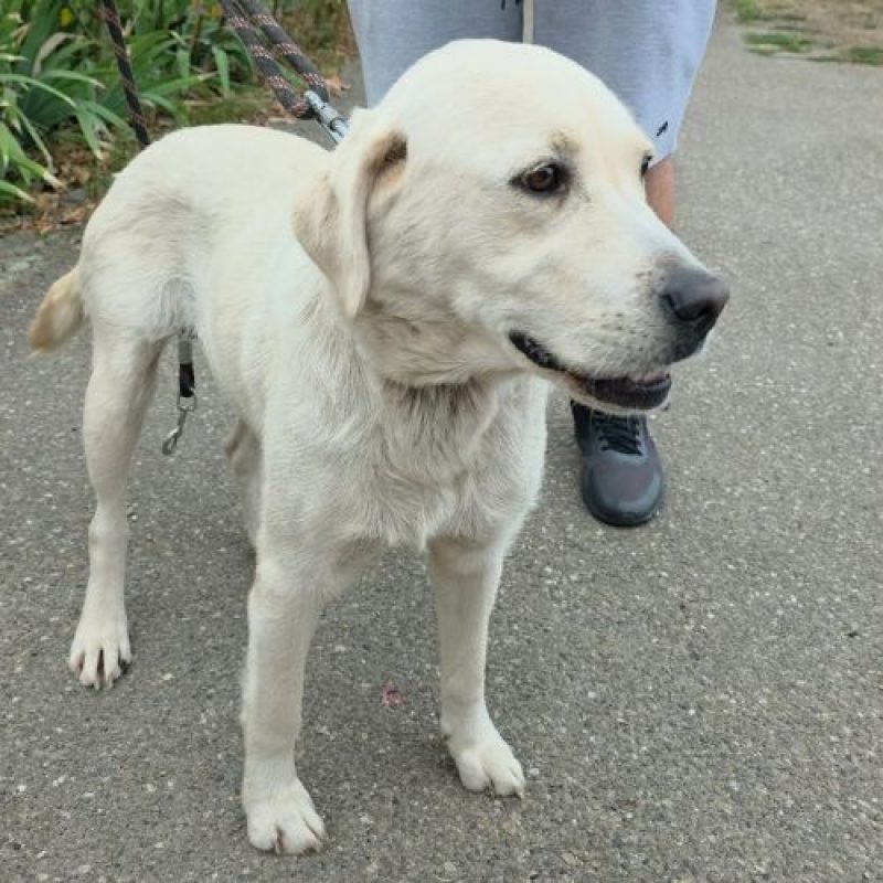 BELLA - Chien Labrador-Retriever à adopter - photo 6