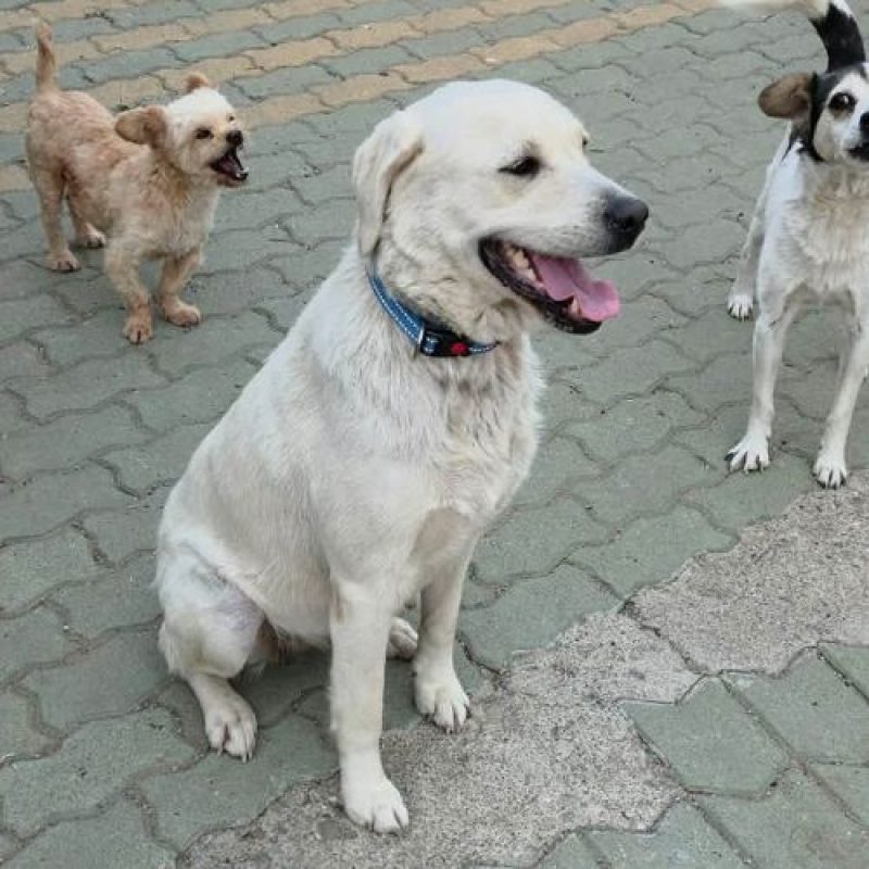 BELLA - Chien Labrador-Retriever à adopter - photo 5