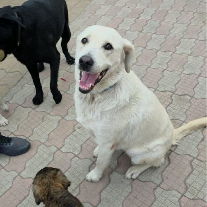 BELLA - Chien Labrador-Retriever à adopter - photo 7