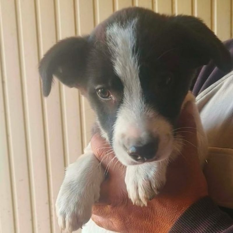 CORA - Chien à adopter - photo 2