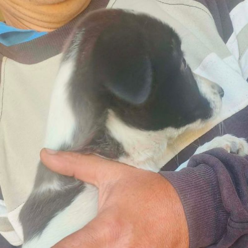 CORA - Chien à adopter
