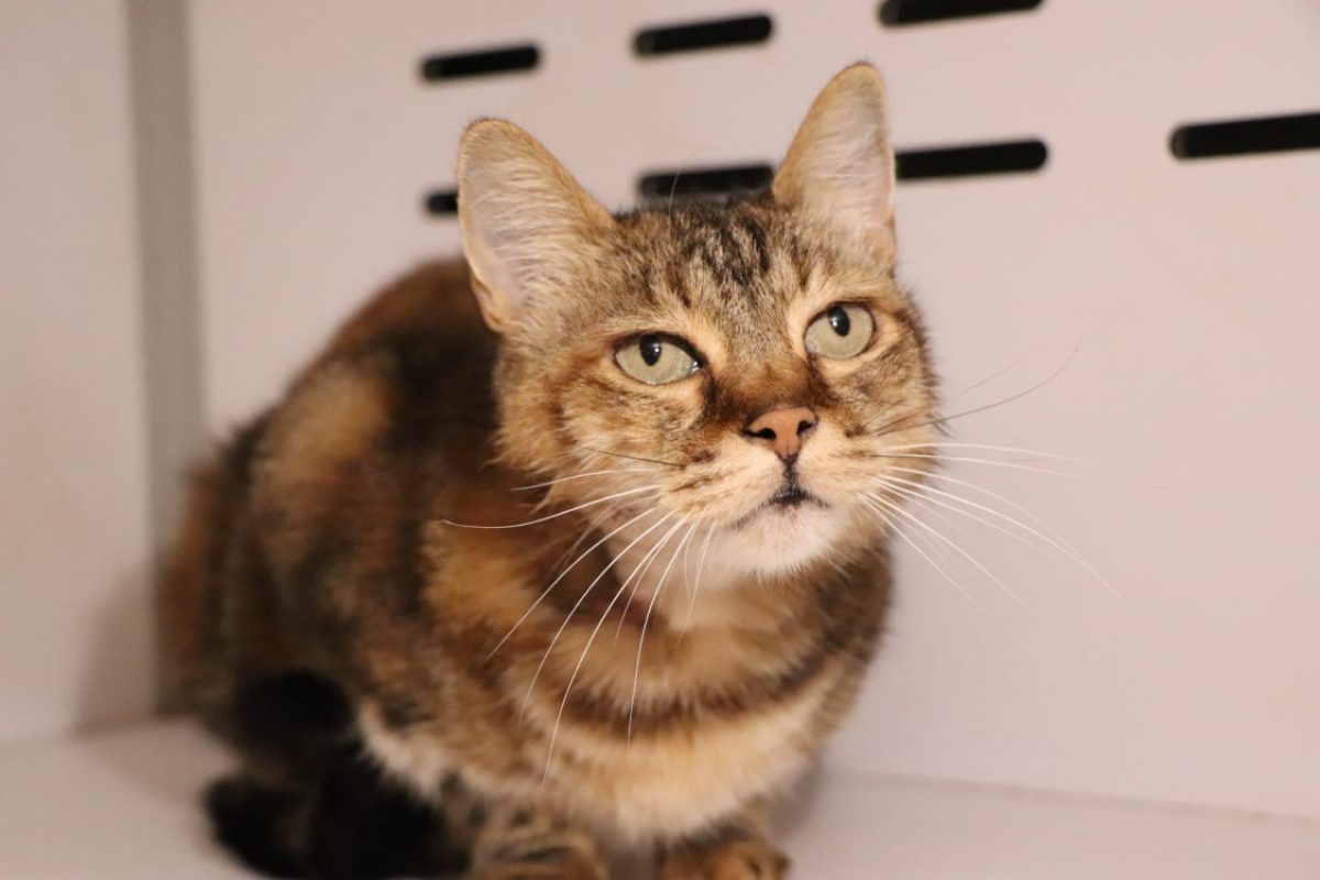 Fibi - Chat Européen à adopter