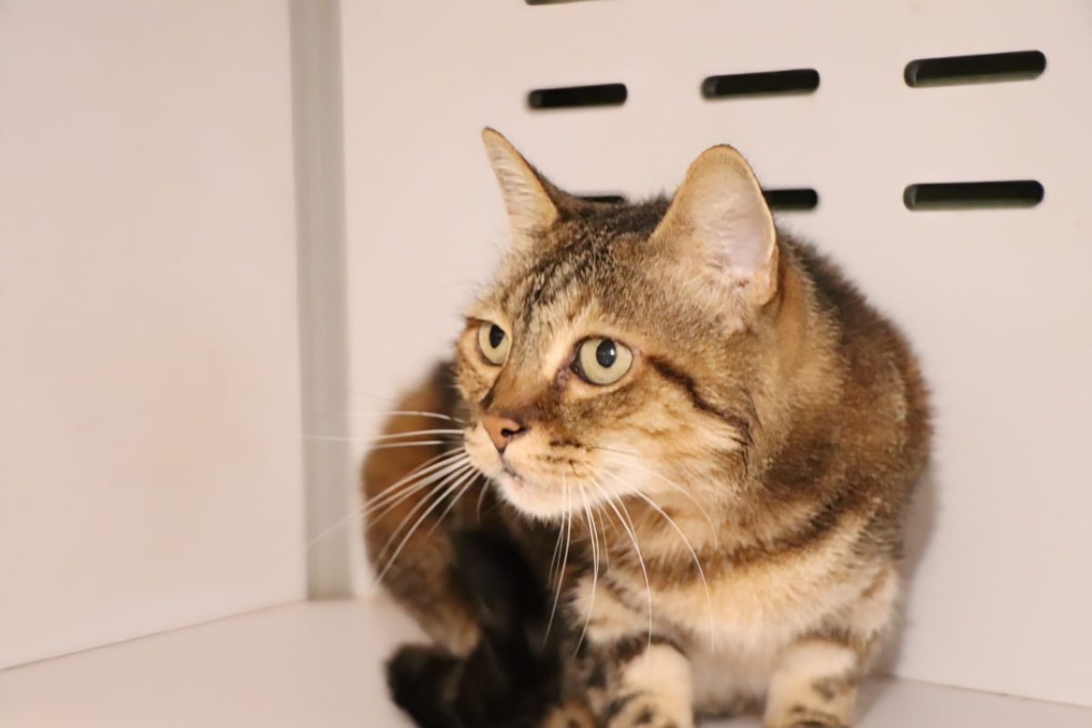 Fibi - Chat Européen à adopter - photo 2