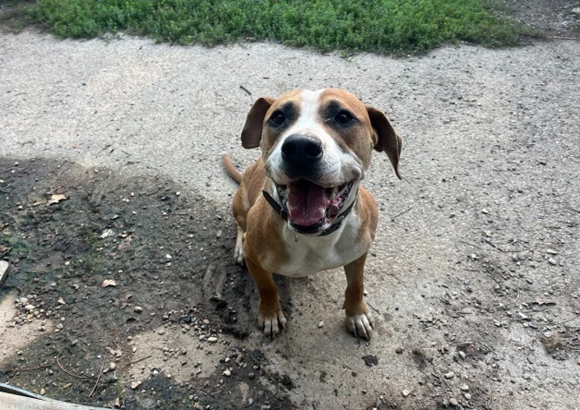 Gumbo - Chien Bouledogue Américain à adopter