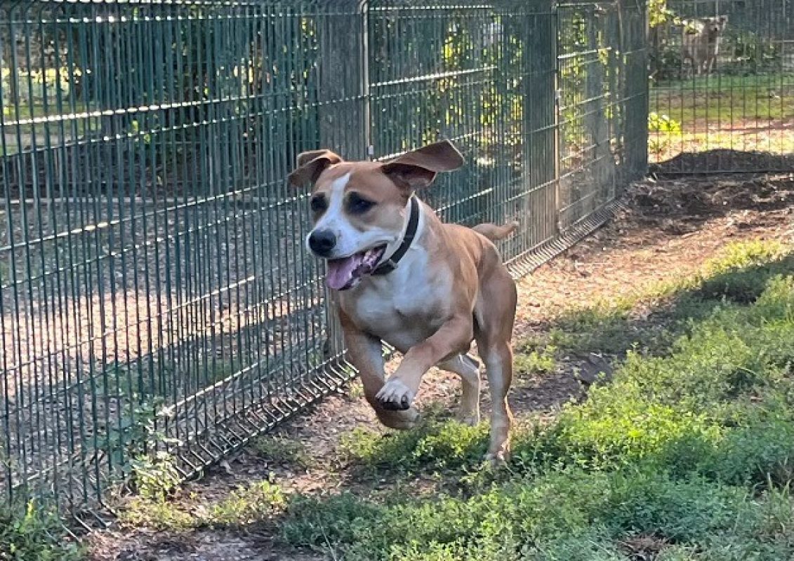 Gumbo - Chien Bouledogue Américain à adopter - photo 2