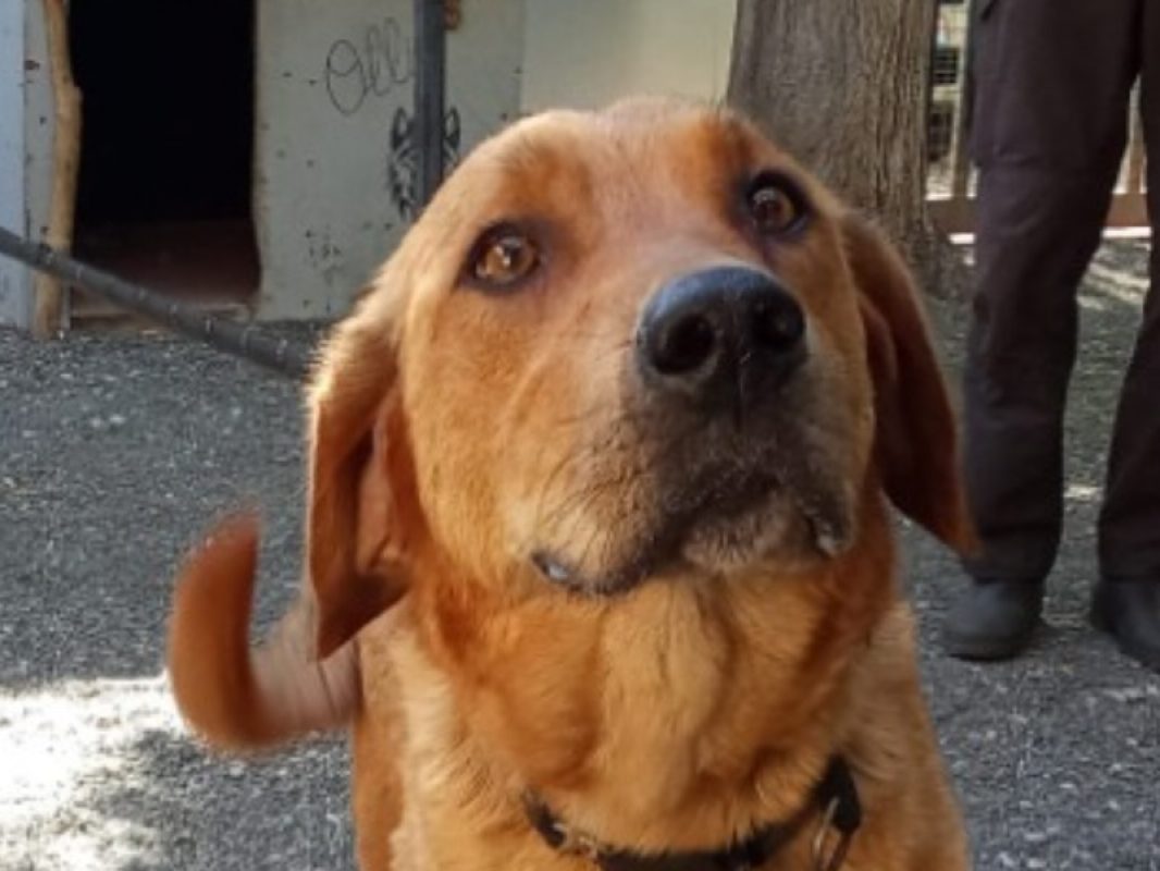 Panama - Chien à adopter